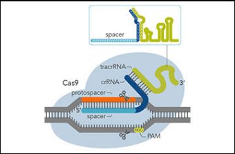 Genome editing with CRISPR-Cas9